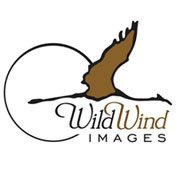 WildWind Logo